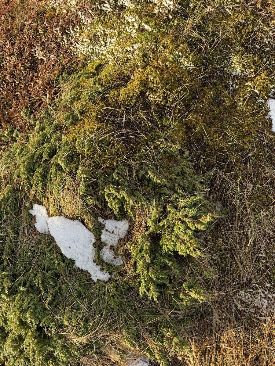 Juniperus communis nana