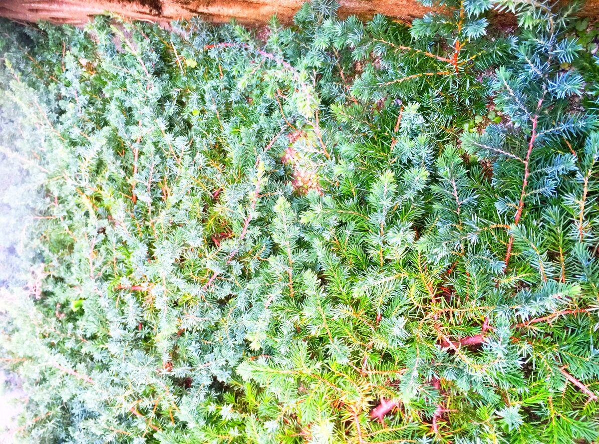 Juniperus conferta (Shore Juniper) — photo