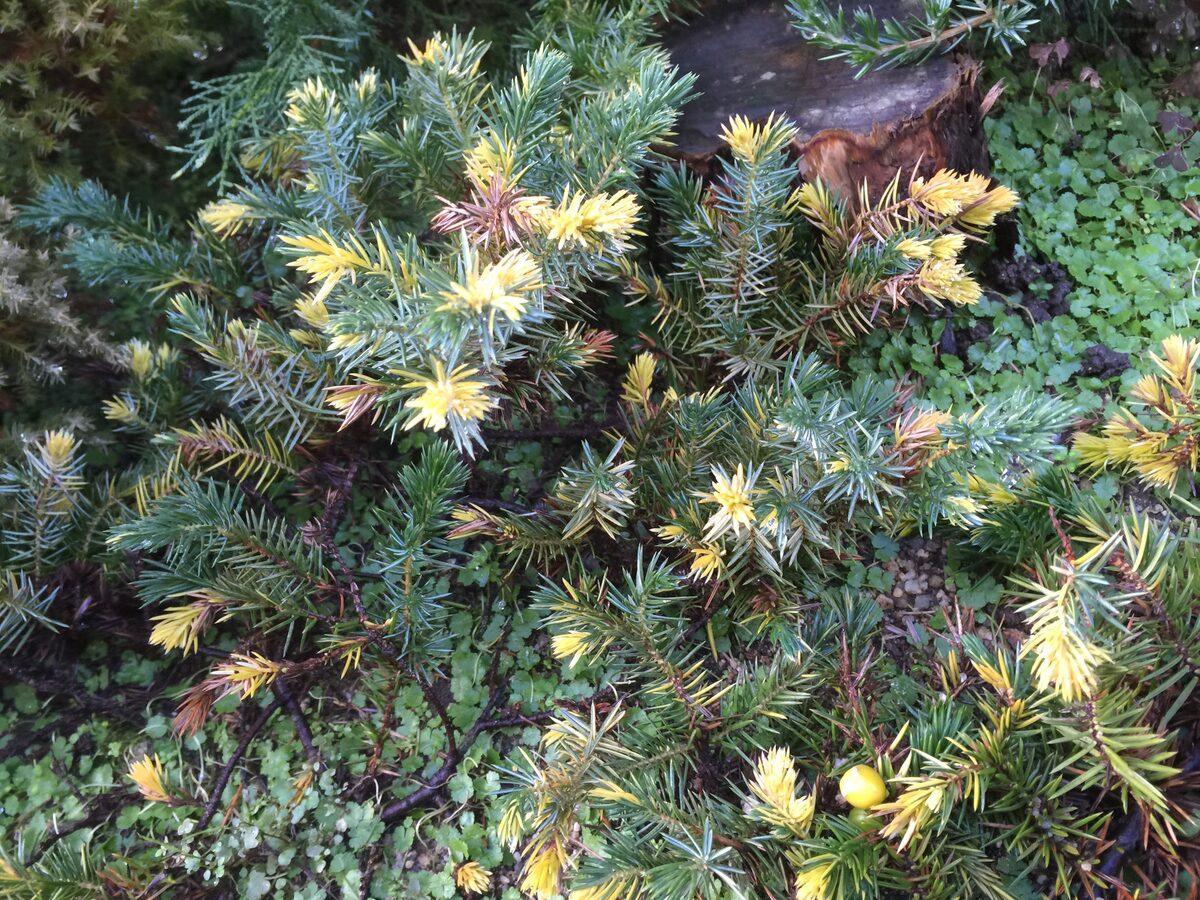 Juniperus conferta (Shore Juniper) — photo