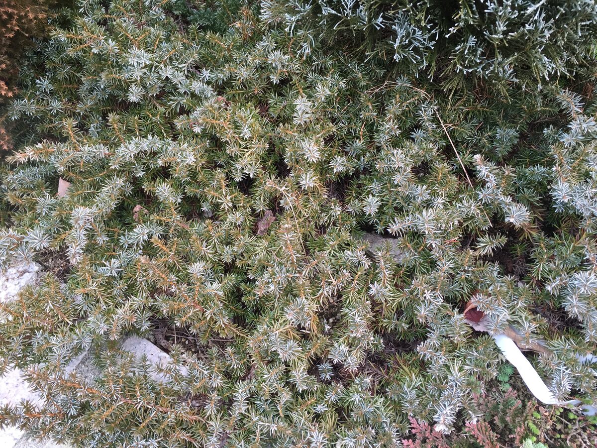 Juniperus conferta