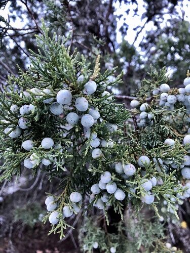 Juniperus deppeana (Alligator Juniper) — photo