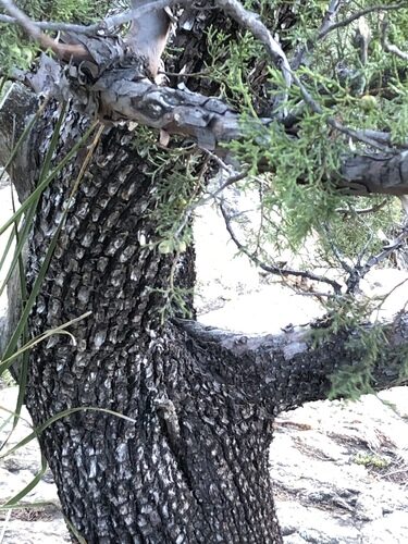 Juniperus deppeana (Alligator Juniper) — photo