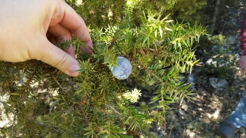 Juniperus drupacea (Syrian Juniper) — photo