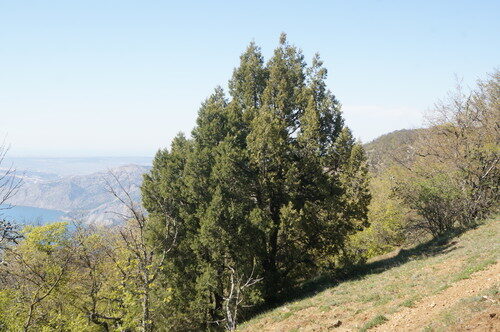 Juniperus excelsa (Grecian Juniper) — photo