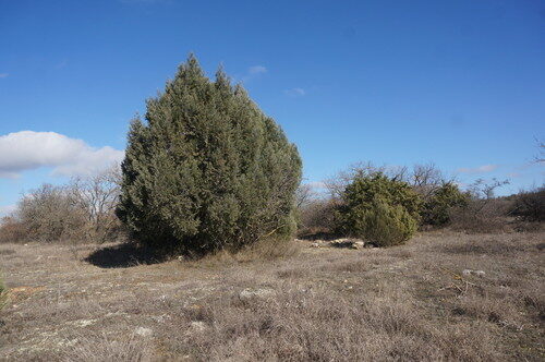 Juniperus excelsa (Grecian Juniper) — photo