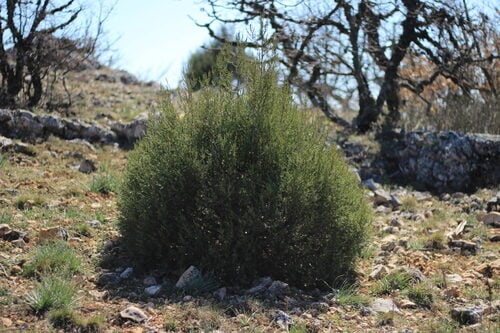 Juniperus excelsa