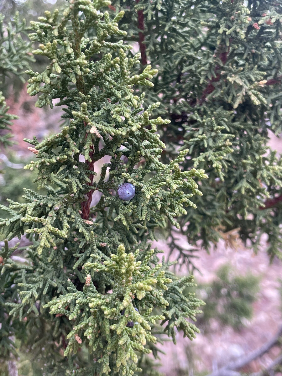 Juniperus monosperma - (Engelm)Sarg. (One-Seed Juniper) — photo