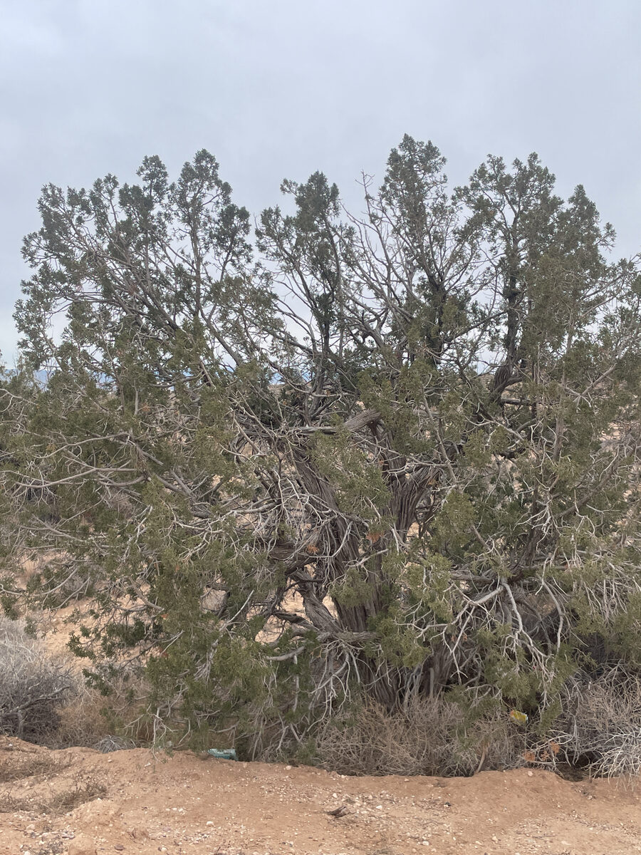 Juniperus monosperma - (Engelm)Sarg. (One-Seed Juniper) — photo
