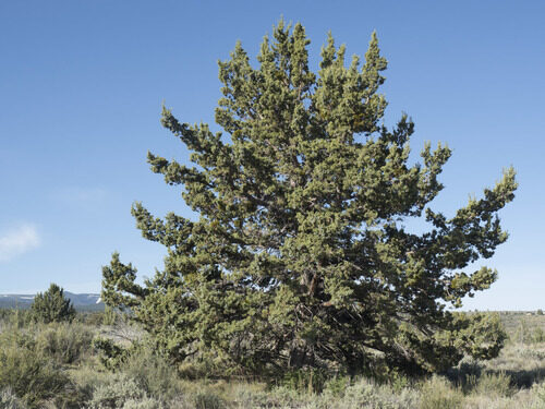 Juniperus occidentalis (Western Juniper) — photo