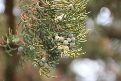 Juniperus occidentalis (Western Juniper) — photo
