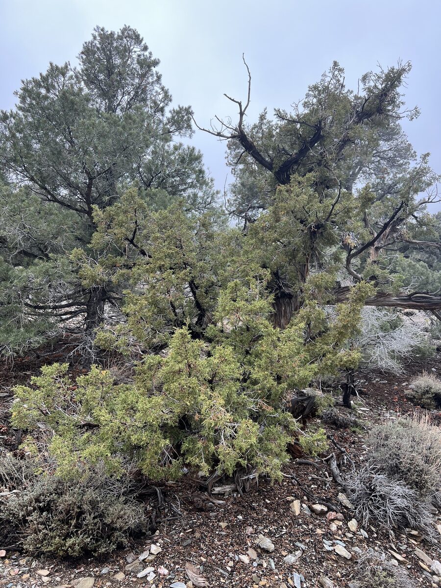 Juniperus osteosperma - (Torr.)Little.