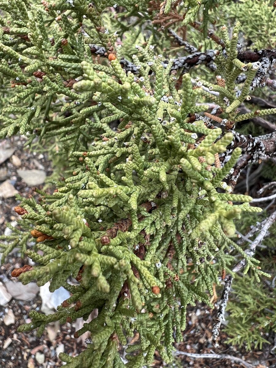 Juniperus osteosperma - (Torr.)Little. (Desert Juniper) — photo