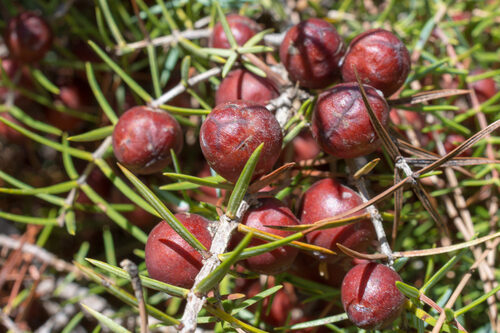 Juniperus oxycedrus (Prickly Juniper) — photo