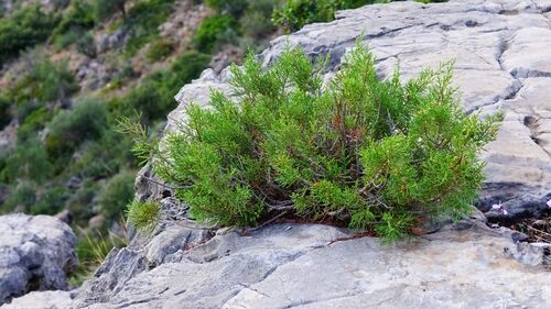 Juniperus phoenicea (Phoenician Juniper) — photo