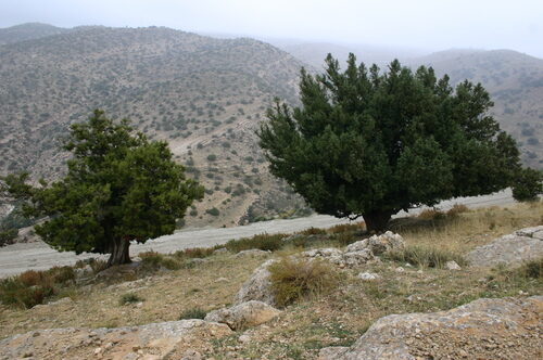 Juniperus phoenicea (Phoenician Juniper) — photo