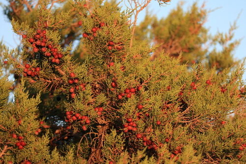 Juniperus phoenicea