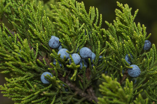 Juniperus procera (Cedar) — photo