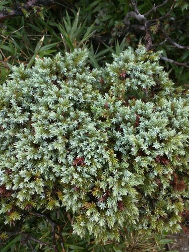 Juniperus recurva (Himalayan Juniper) — photo