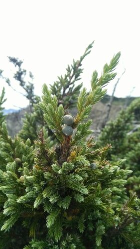 Juniperus recurva (Himalayan Juniper) — photo