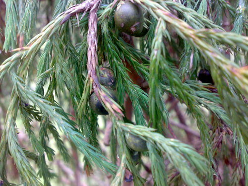 Juniperus recurva