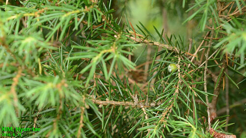 Juniperus rigida (Temple Juniper) — photo