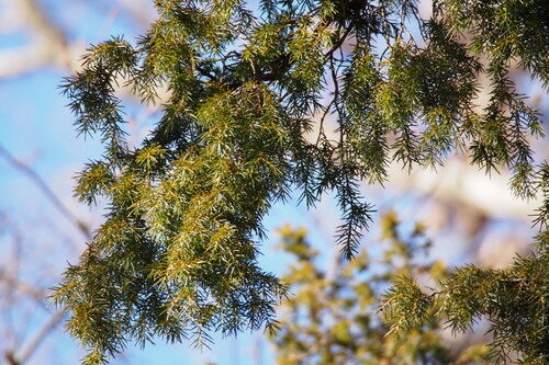 Juniperus rigida (Temple Juniper) — photo
