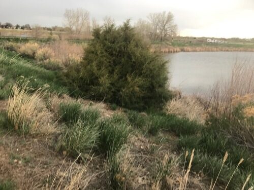 Juniperus scopulorum (Rocky Mountain Juniper) — photo