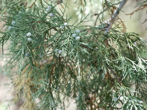 Juniperus scopulorum (Rocky Mountain Juniper) — photo