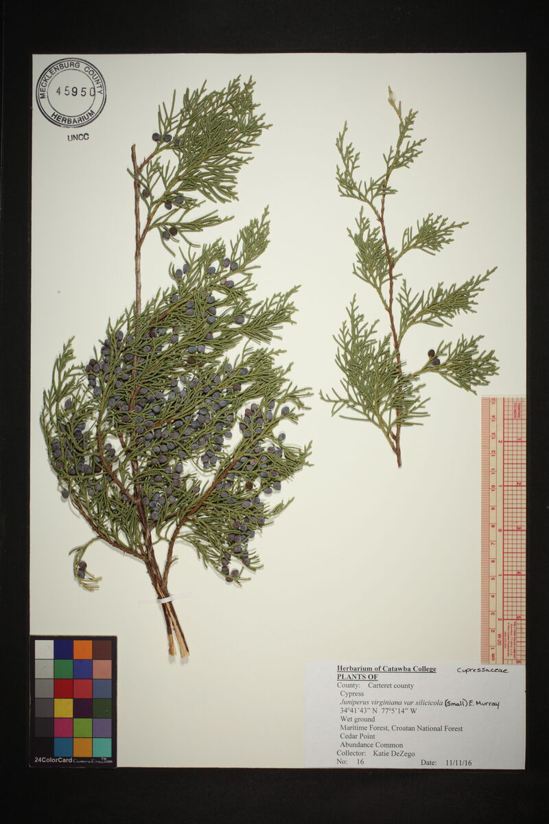 Juniperus silicicola - (Small.)L.H.Bailey.