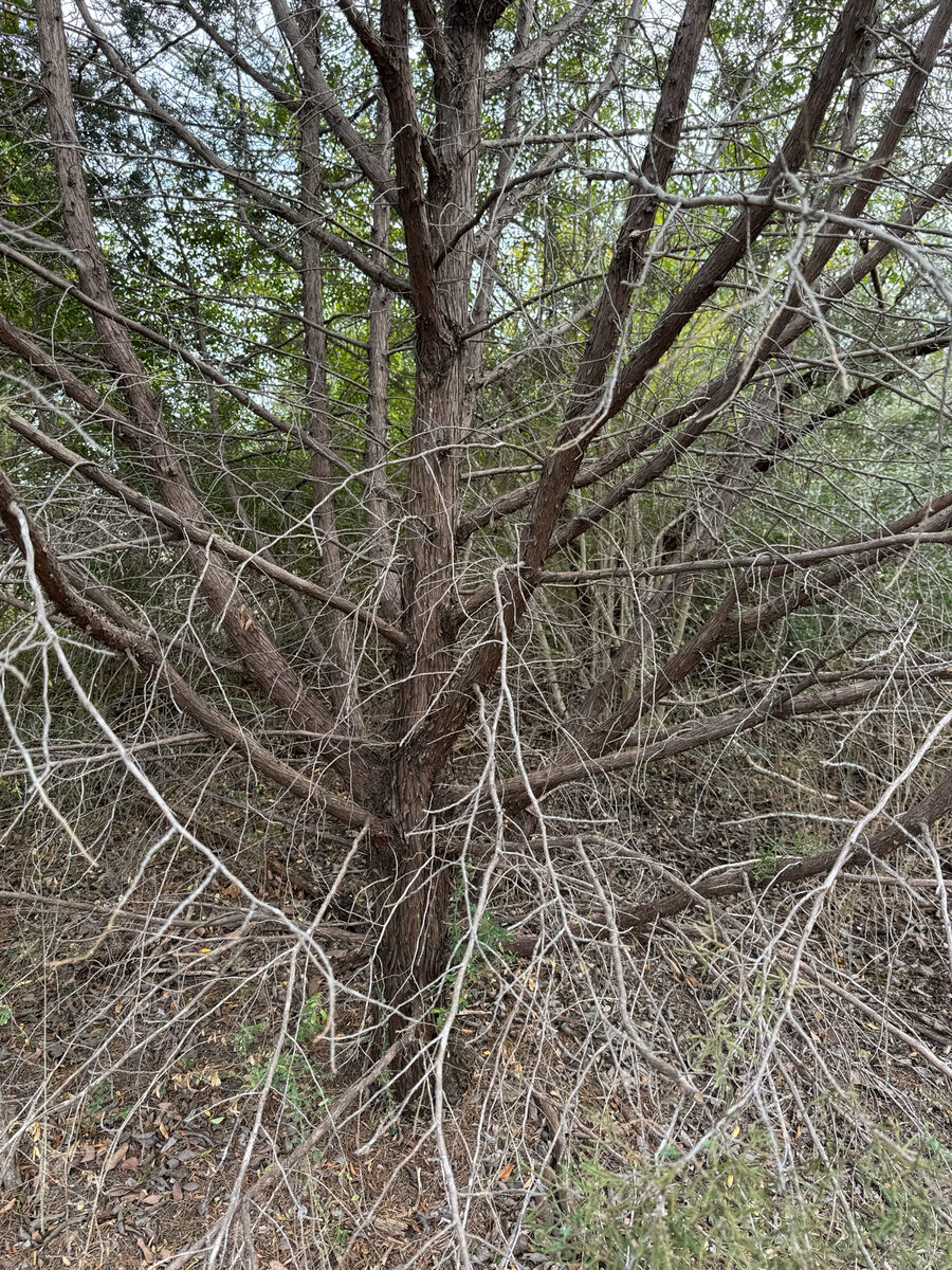 Juniperus tetragona — photo