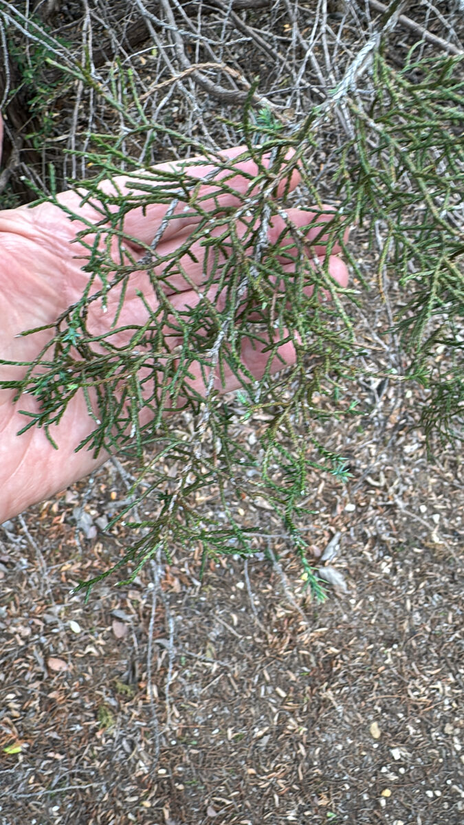 Juniperus tetragona