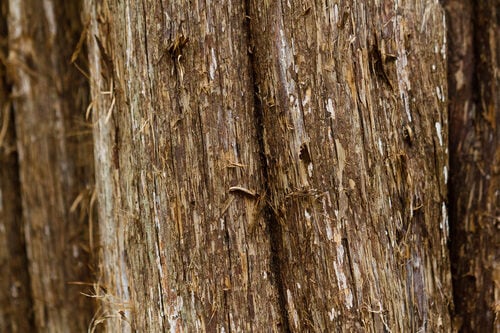 Juniperus virginiana (Pencil Cedar) — photo