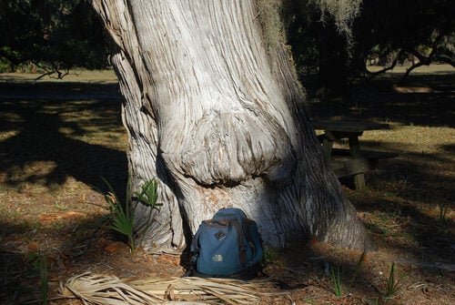 Juniperus virginiana (Pencil Cedar) — photo