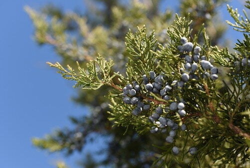 Juniperus virginiana