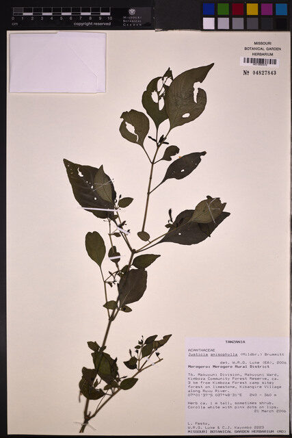 Justicia anisophylla