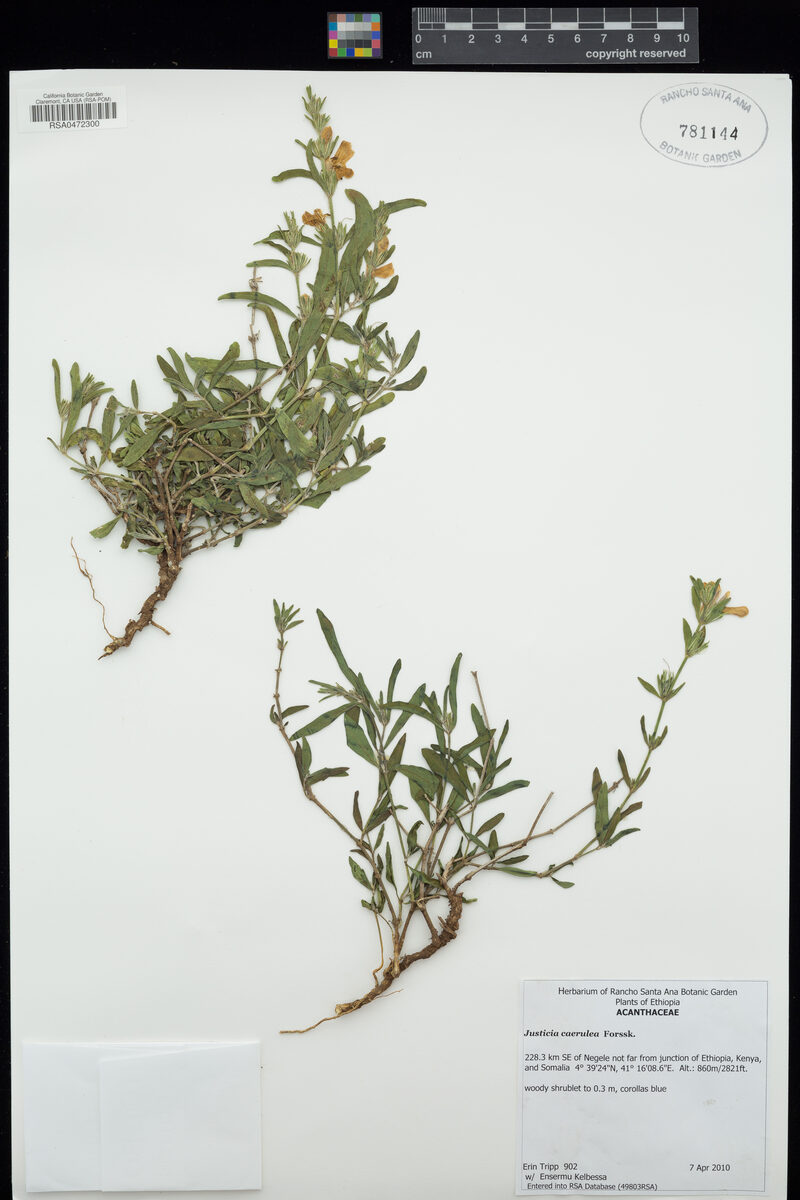 Justicia caerulea — photo