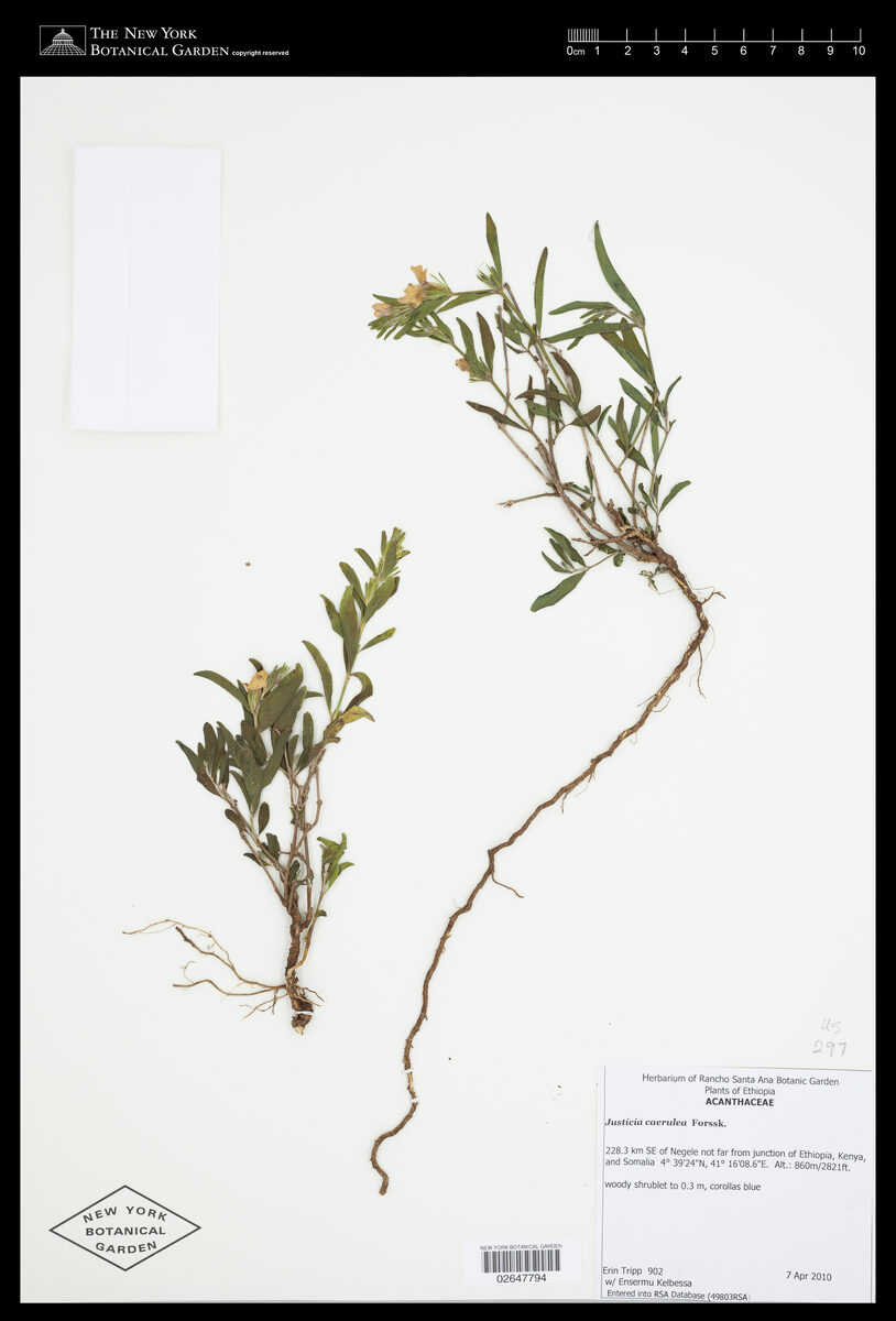 Justicia caerulea