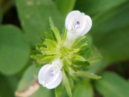 Justicia procumbens — photo