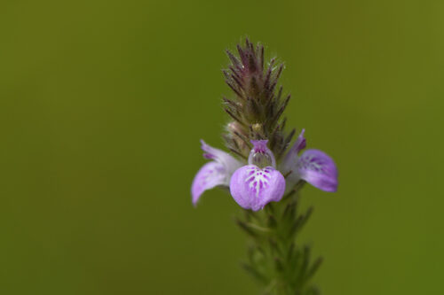 Justicia procumbens