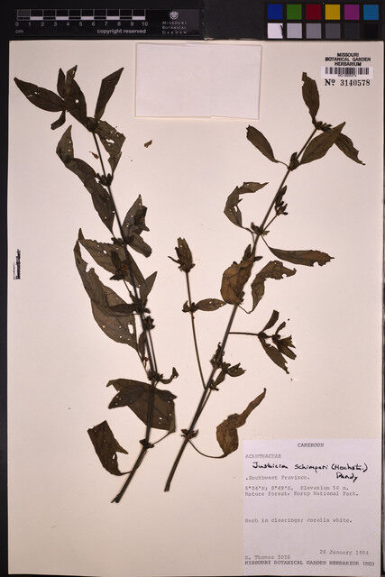 Justicia schimperi — photo