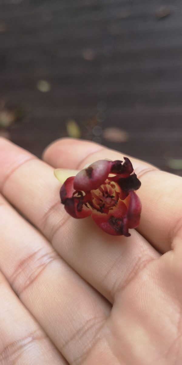 Kadsura coccinea - (Lemaire.)A.C.Sm. — photo