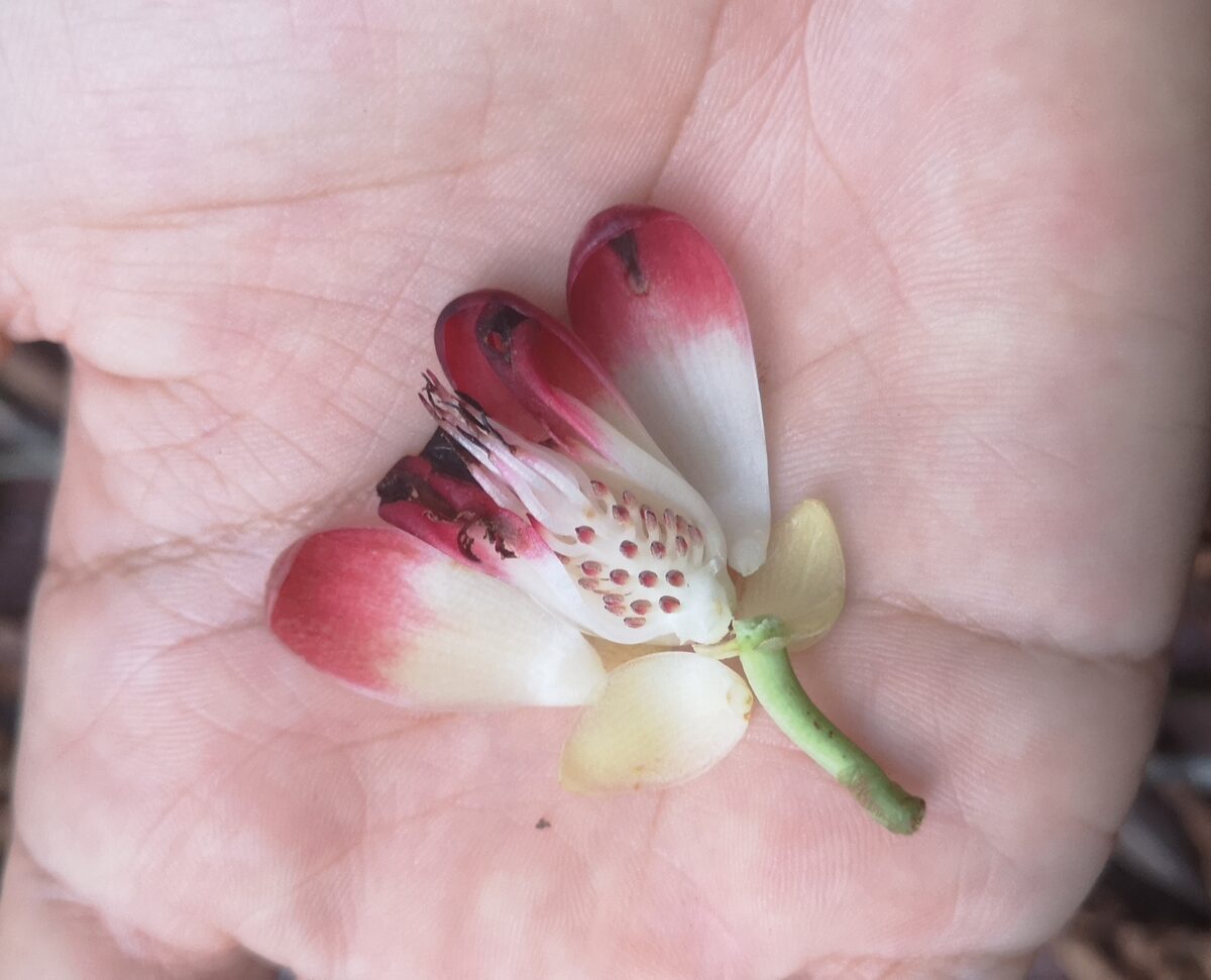 Kadsura coccinea - (Lemaire.)A.C.Sm. — photo