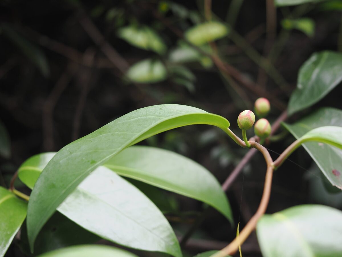 Kadsura coccinea - (Lemaire.)A.C.Sm.