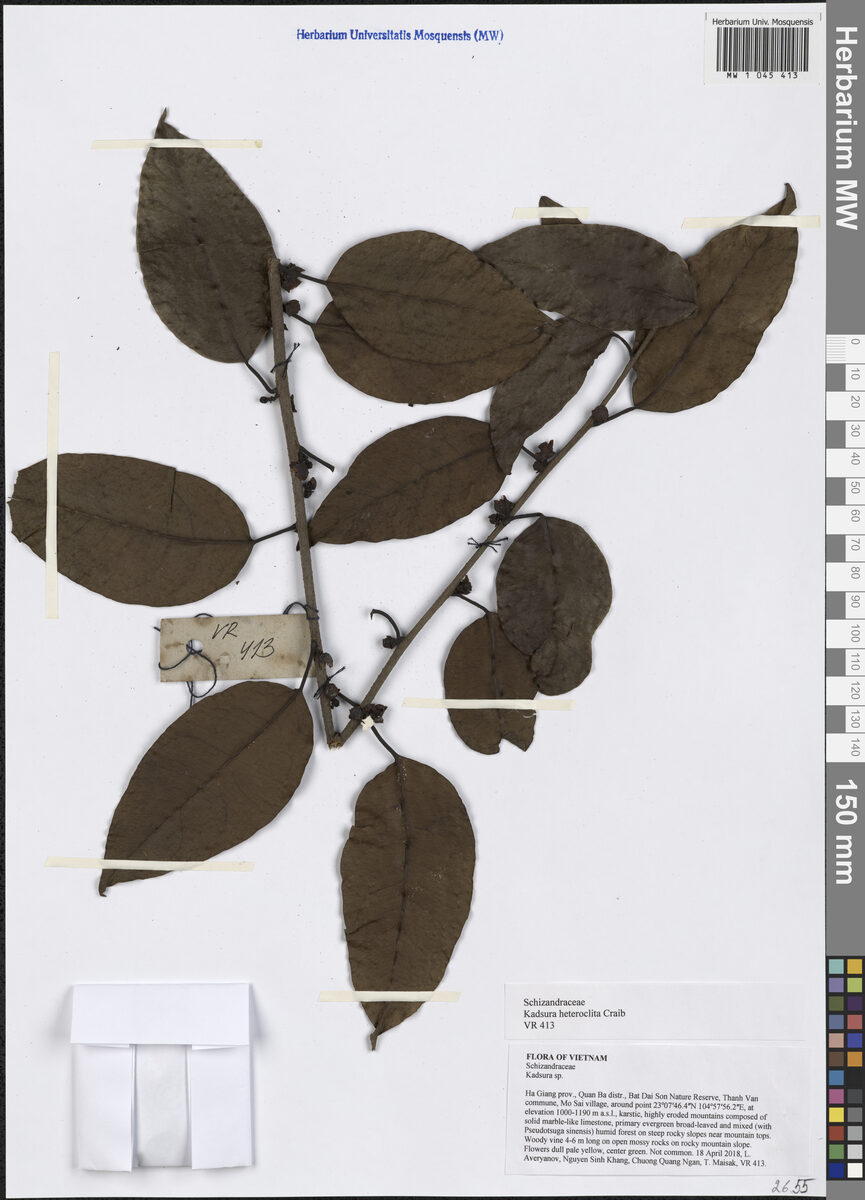 Kadsura heteroclita - (Roxb.)Craib. — photo