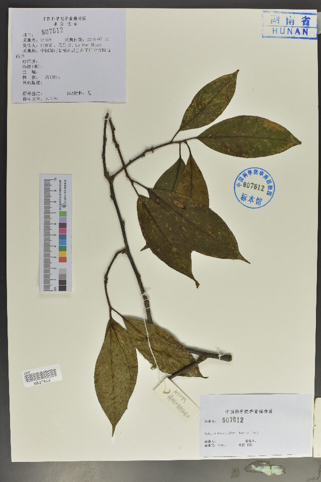 Kadsura heteroclita - (Roxb.)Craib. — photo