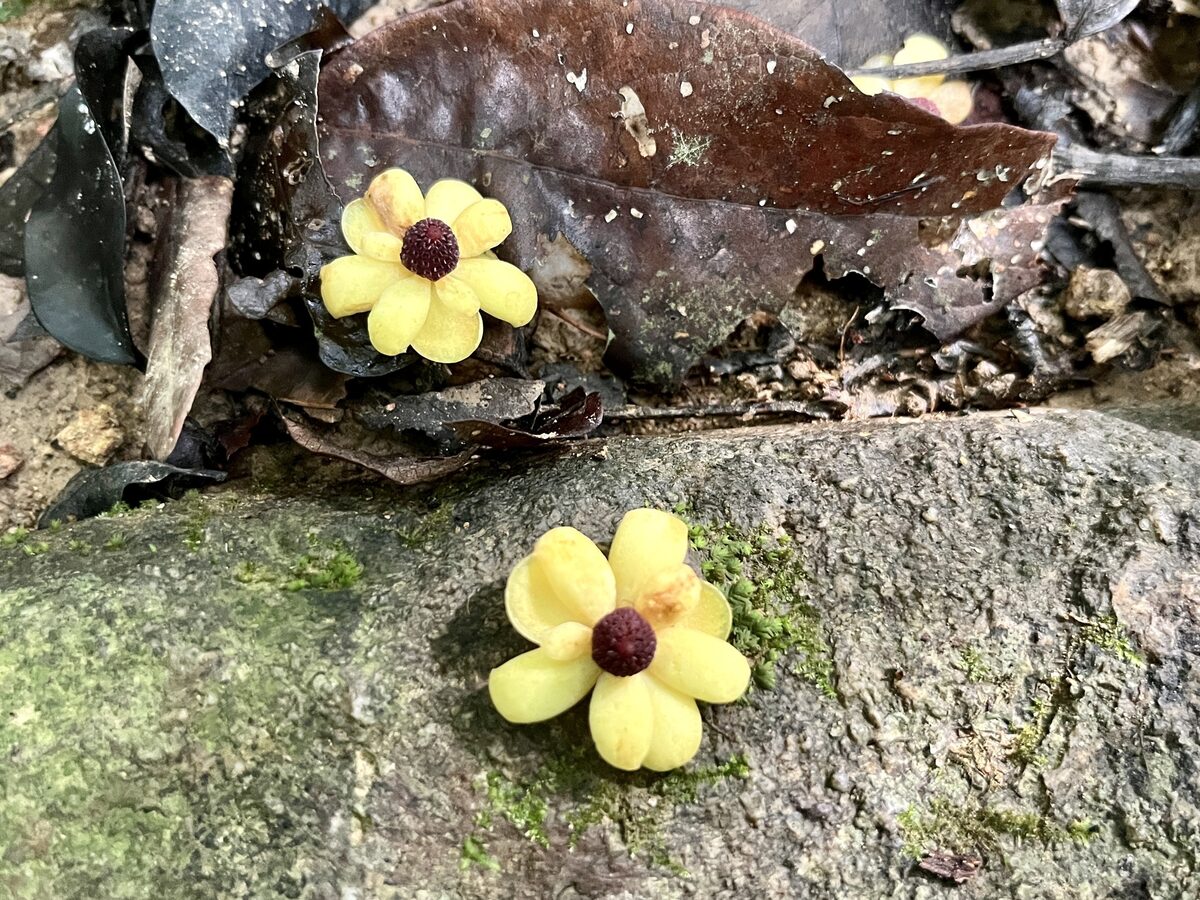 Kadsura heteroclita - (Roxb.)Craib.