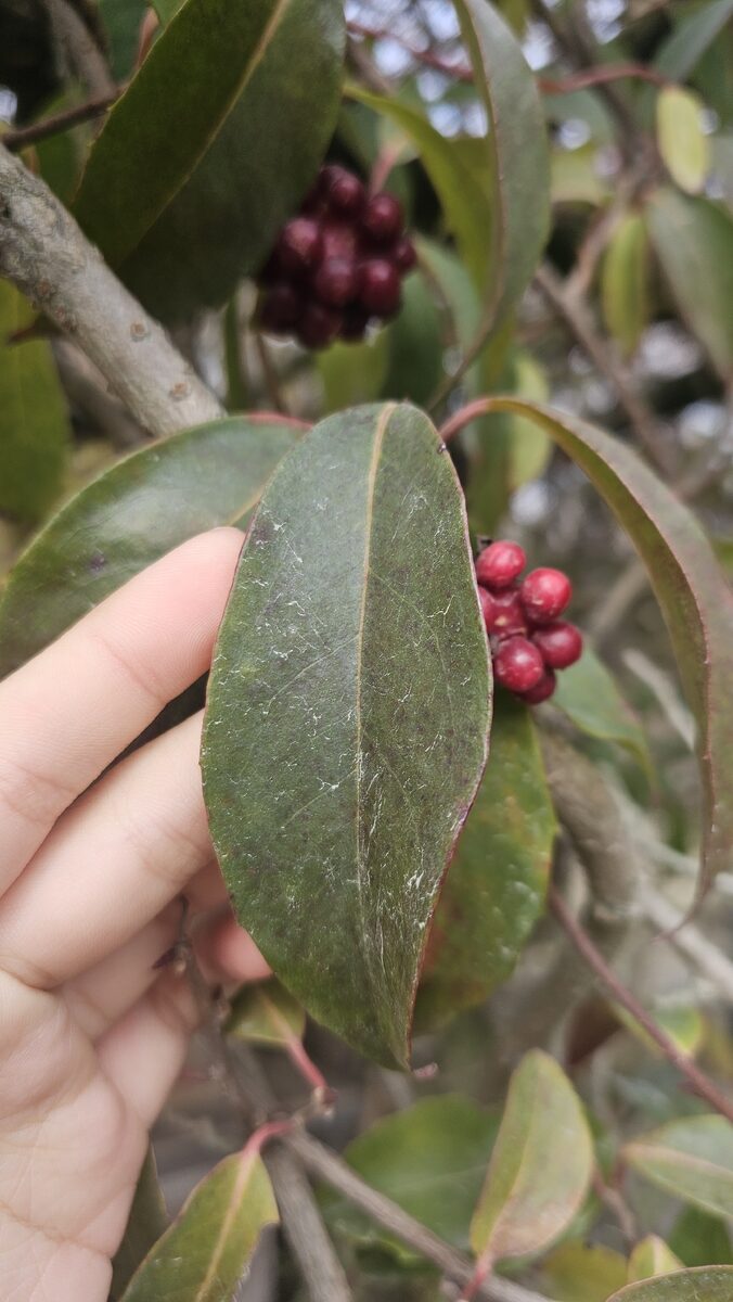 Kadsura japonica - (L.)Dunal. — photo