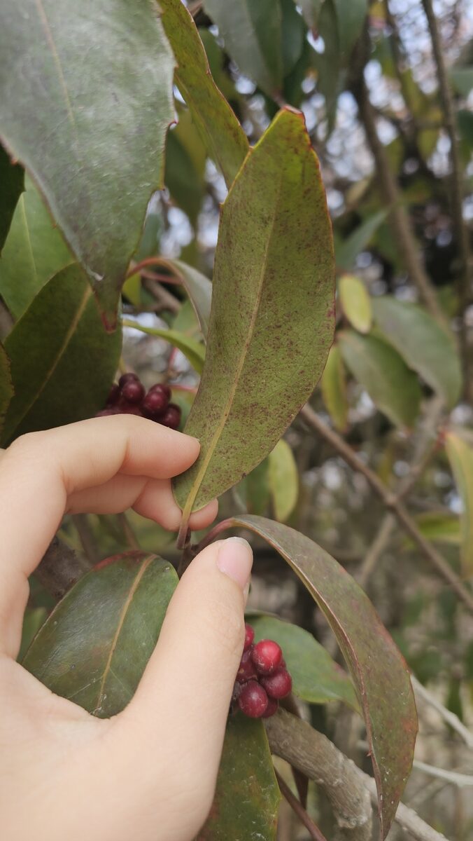 Kadsura japonica - (L.)Dunal. — photo