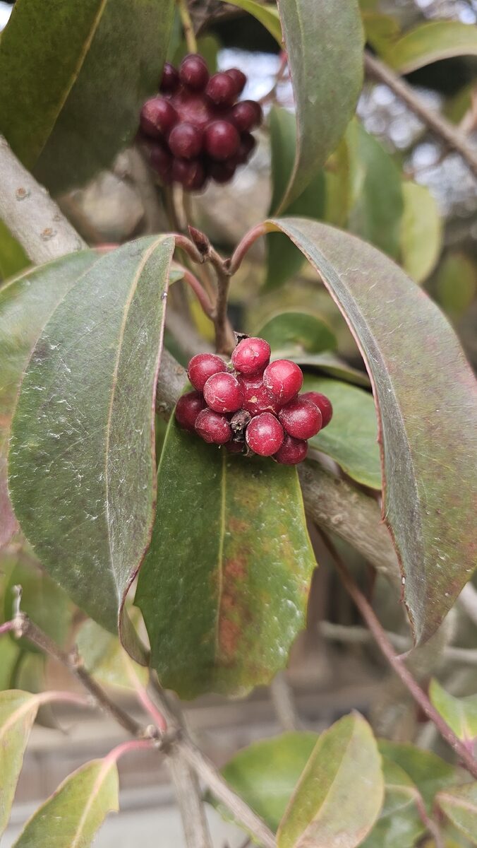 Kadsura japonica - (L.)Dunal.
