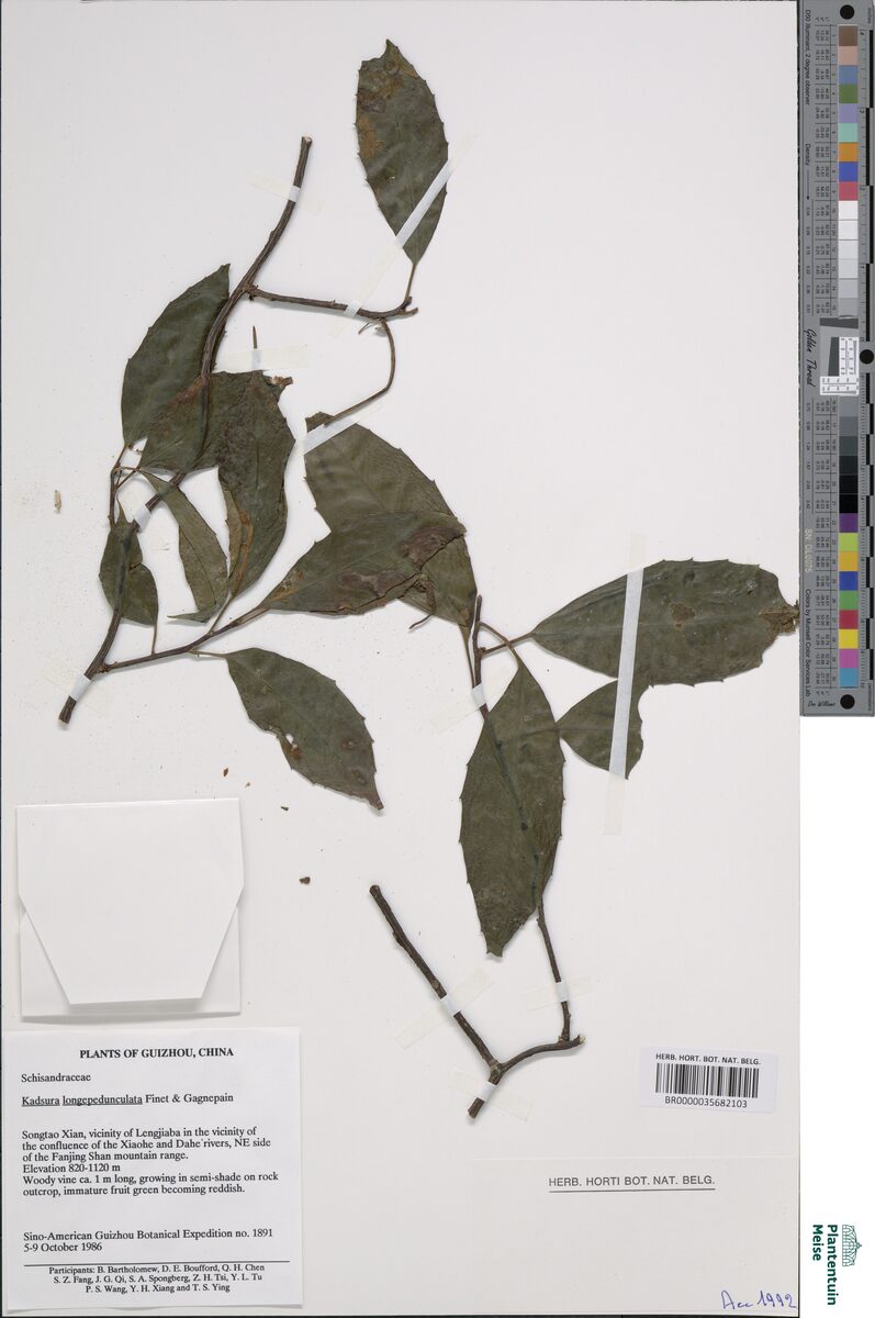 Kadsura longepedunculata — photo